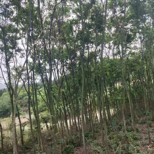 长沙 朴树