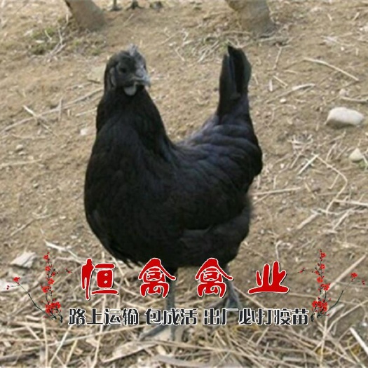 衡阳县五黑鸡苗 基地直销五黑绿壳蛋鸡苗乌鸡苗黑鸡苗另青脚土鸡苗黄土
