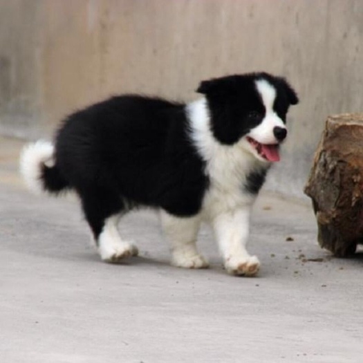 沛县混血边境牧羊犬幼犬纯种边牧活体宠物活体犬