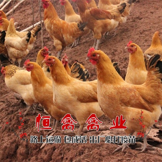 衡阳县孵化场直卖青脚土鸡苗山地放养土鸡苗另有三黄鸡苗绿壳蛋鸡红公