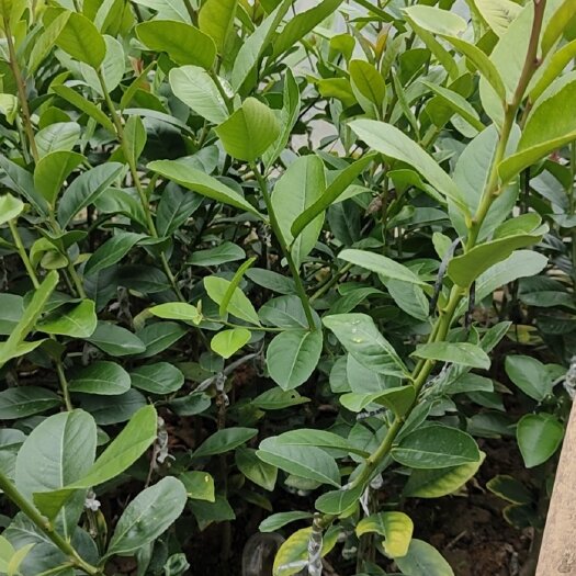 容县香水柠檬苗 广东香水柠檬