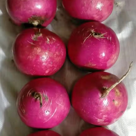 农安县红皮萝卜 冷库储存粉皮萝卜