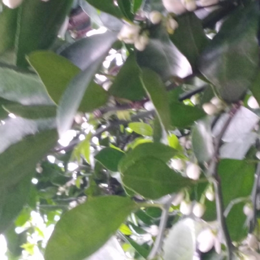 封开县山茶油 自家规模种植高山茶籽油