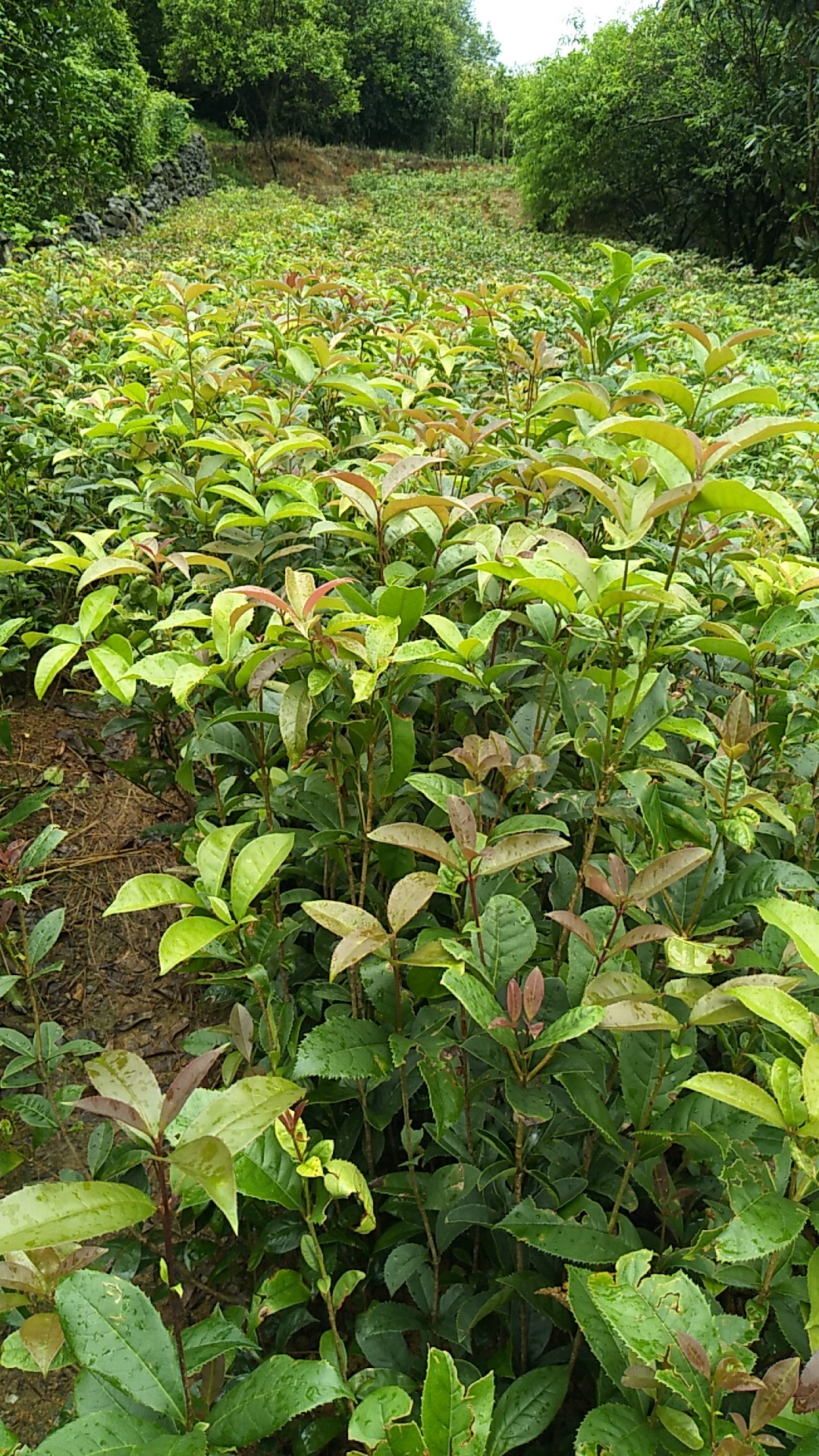 桂花树 桂花