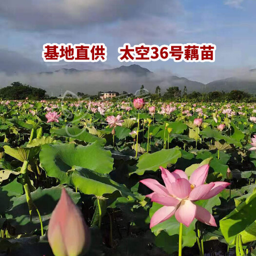 广昌县太空莲36号藕种  红花莲藕苗 水果莲观赏莲藕苗 基地直供