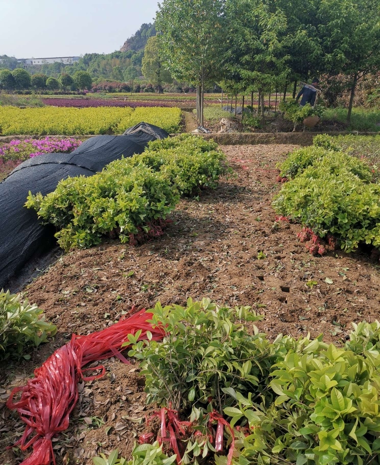 桂花树 桂花