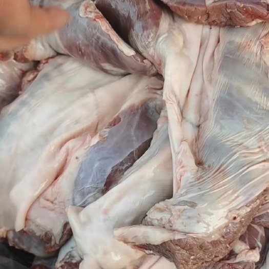 郑州猪杂  母猪护心肉