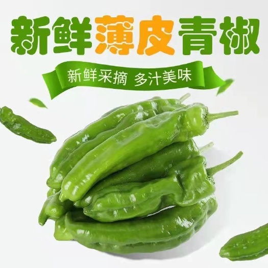 中宁县青泡椒 中宁创未农业发展有限公司竭诚为您服务