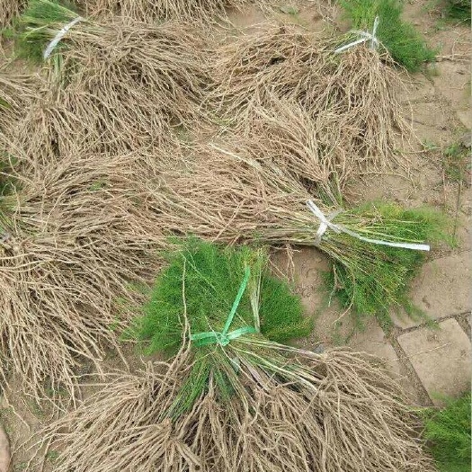 济南芦笋根 产量高绿芦笋苗基地直销芦笋种苗