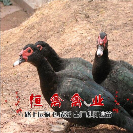 衡阳县基地直销黑番鸭苗火鸭苗旱鸭苗洋鸭苗运输中包损耗包新手养殖指