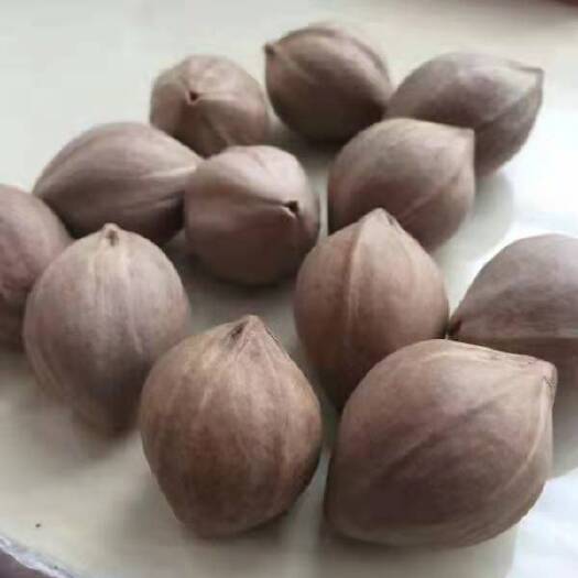 罗定市黑橄榄苗 德庆王(工艺榄苗)短身红料