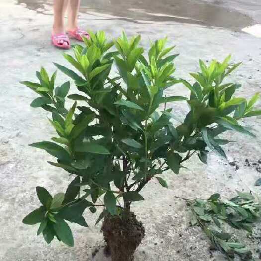 长沙红素馨 春娟