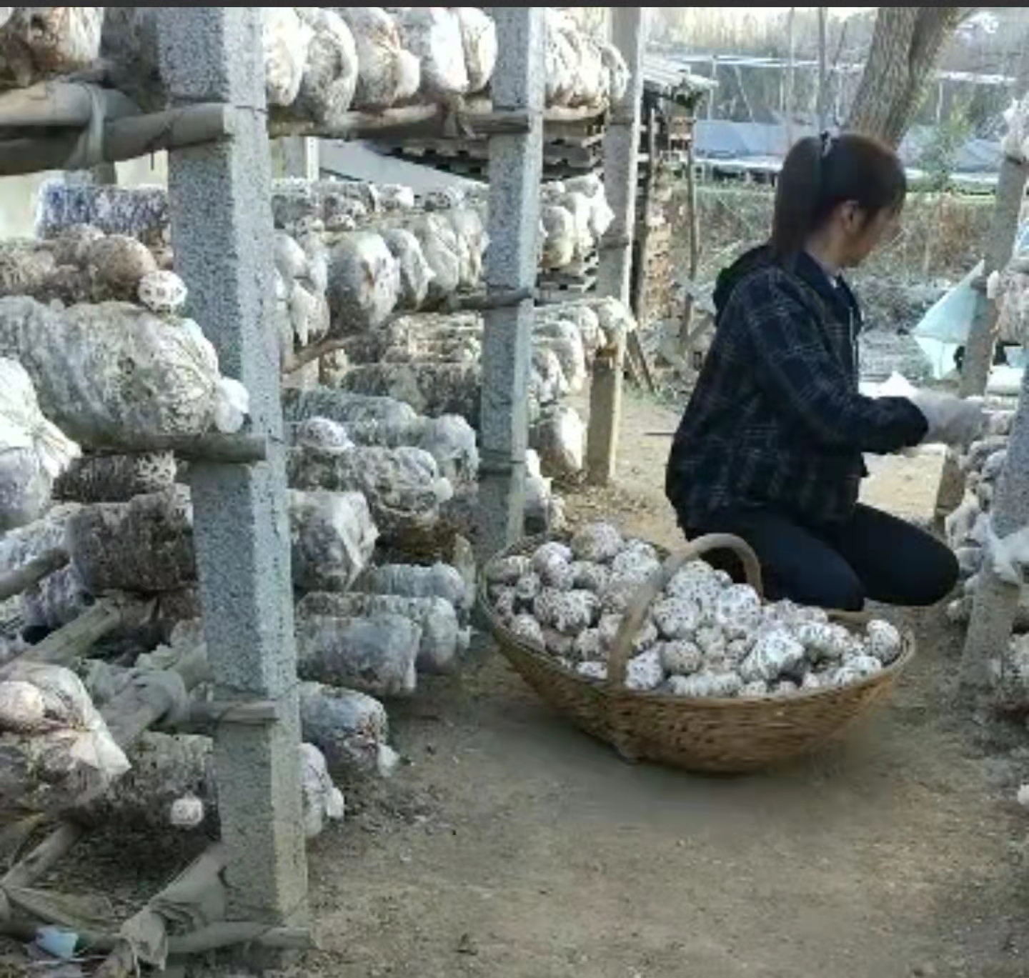 包邮冬菇精选厚肉冬花菇自种植干香菇剪脚/未剪脚任选可视频看货