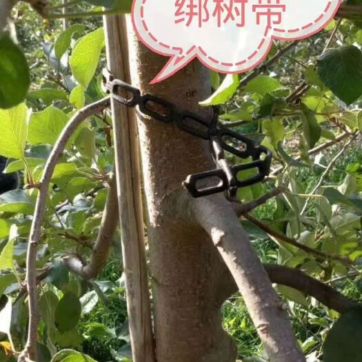 捆扎绳绑束带固定树苗 河北永德助果树绑束带长短可调厂家直销