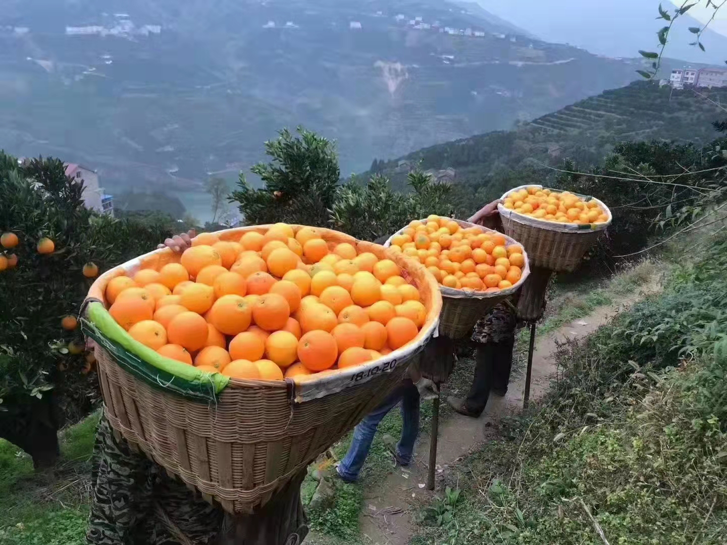  搬运工，物流，快递，外卖送餐等等