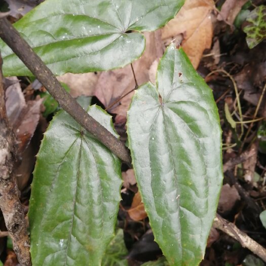 兴山县淫羊藿种苗 野生淫羊藿苗，带老根，成活率高。量大从优