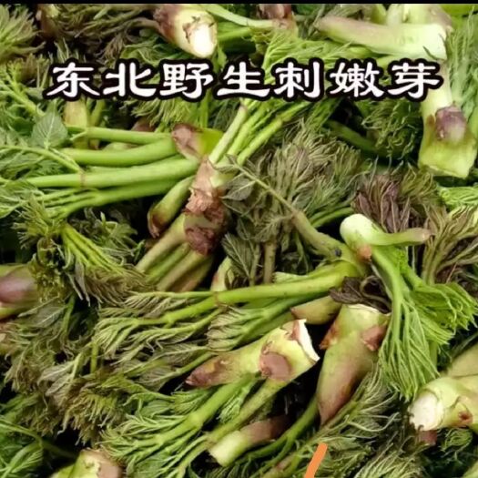 抚松县东北新鲜刺老芽预售期。五斤起卖p