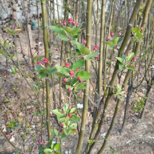 安国市大叶冬青 海棠爬山虎国槐红豆杉 等各种绿化苗木