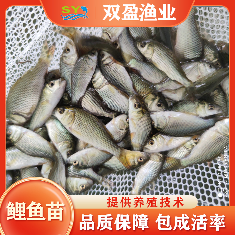 广州大量出售优质鲤鱼苗，欢迎来电咨询