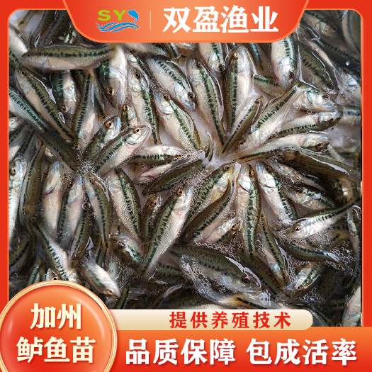 广州现货出售加州鲈鱼苗，易养产量高 可发空运