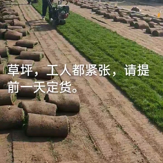 石家庄剪股颖草坪 混播草坪