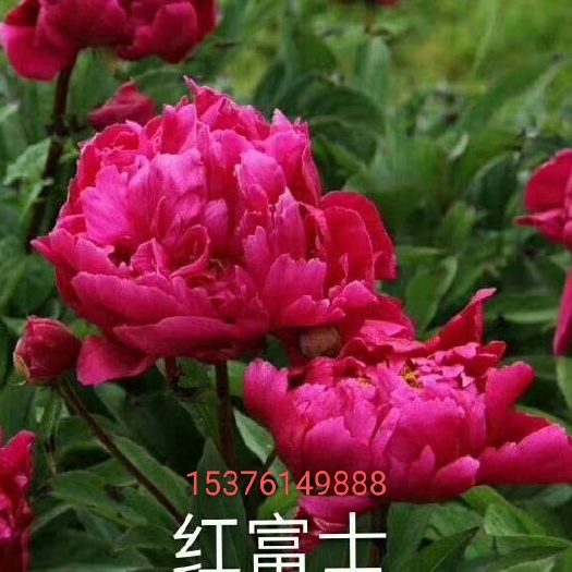 菏泽多花芍药 精品芍药重瓣芍药芍药苗基地直销诚信经营模式
