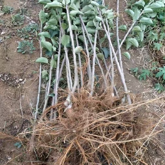 白水县瑞雪苹果苗 优质自根砧及中间砧苹果种苗，品种包括爱妃、瑞香红