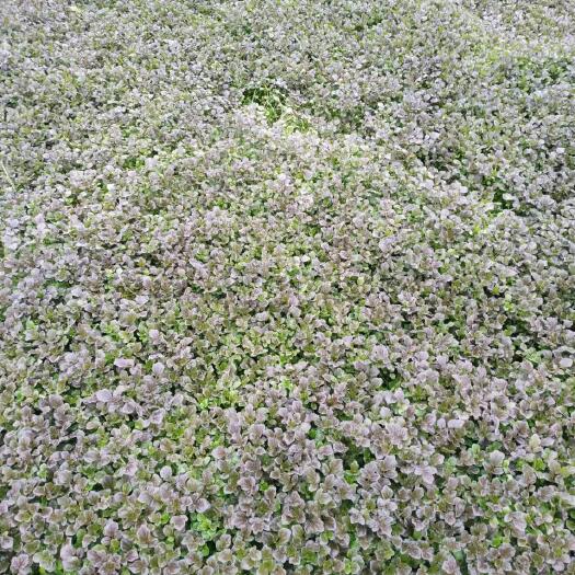 武宣县西洋菜（豆瓣菜）