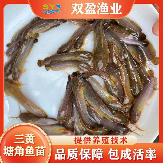 广州胡子鲶  双盈渔业大量出售优质 塘角鱼苗 易养殖产量高