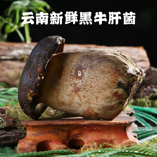 顺丰空运包邮，云南新鲜黑牛肝菌 1斤2斤装