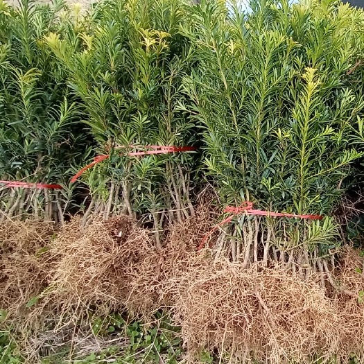 桂林精品小叶罗汉松，造型的良好品种，造型艺术是未来的主题