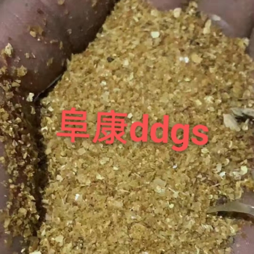正定县 玉米酒糟（ddgs）