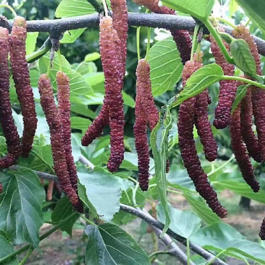灵山县长果桑苗  长果桑嫁接树苗南北方均可种植阳台庭院均可