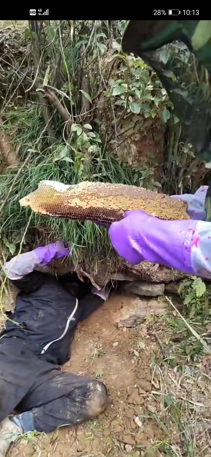  天然野蜂蜜