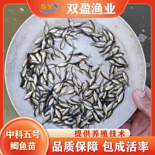 广州苗场直销鲫鱼苗 中科五号鲫鱼苗水花 苗场精选产品