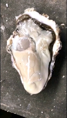 乳山市乳山生蚝各种规格大量批发，社区团购，各种小包装定制，长期有货