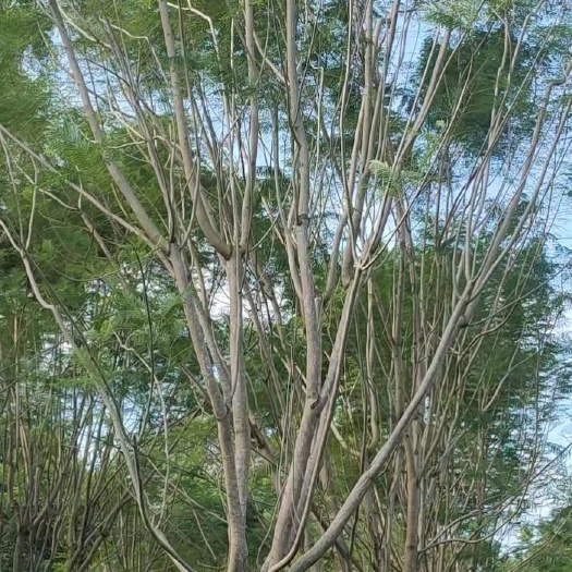 漳浦县尖叶蓝花楹 蓝花楹漳浦基地