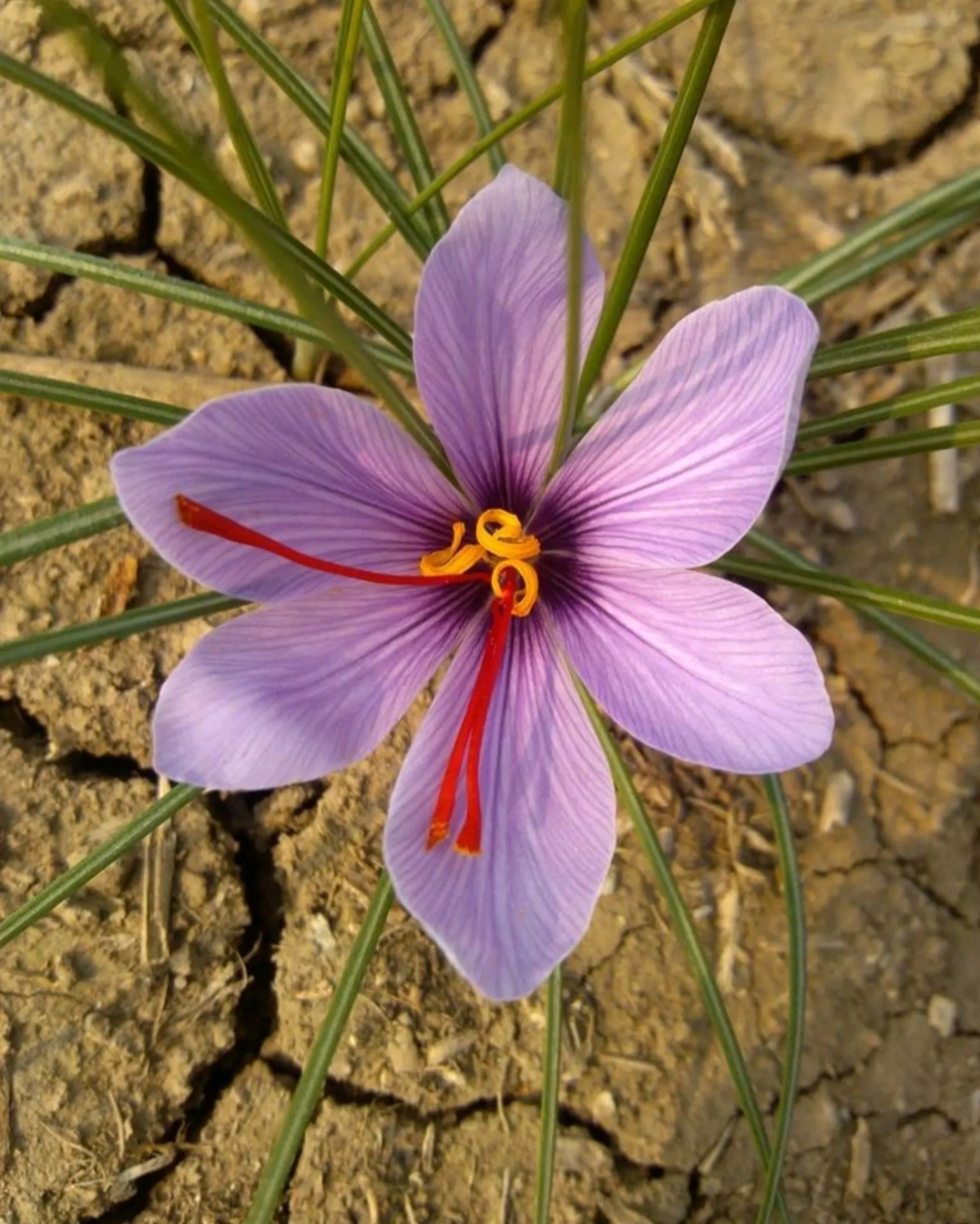藏红花种球 西红花基地直销一手货源批发零售