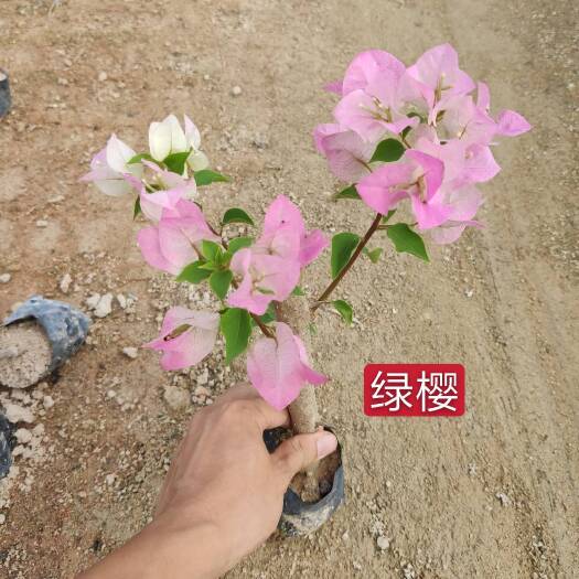 潮州红三角梅  三角梅小苗多种颜色混批有几十个品种就可以发货