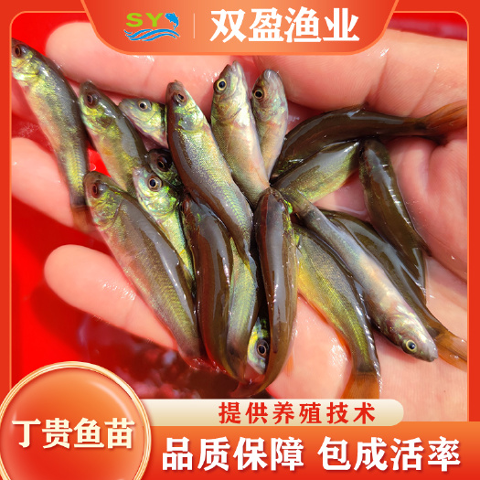 广州大量出售优质丁桂鱼苗，欢迎订购