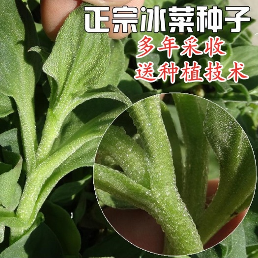 水晶冰菜种子凉拌沙拉盆栽冰草清脆爽口冰菜种子包邮