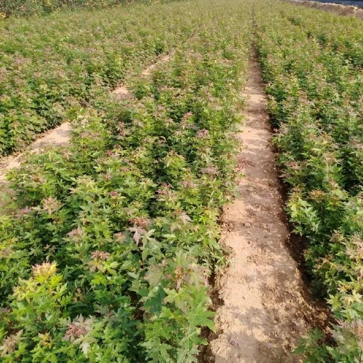 南昌枫香树的叶子是单叶对长，形状如同手掌。枫香树根系粗壮，为次