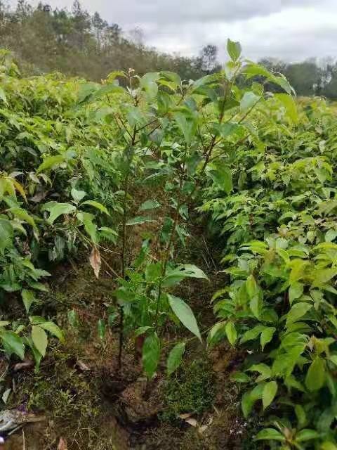 南昌 2、香樟树主根发达，深根性，能抗风。萌芽力强，耐修剪。生长速