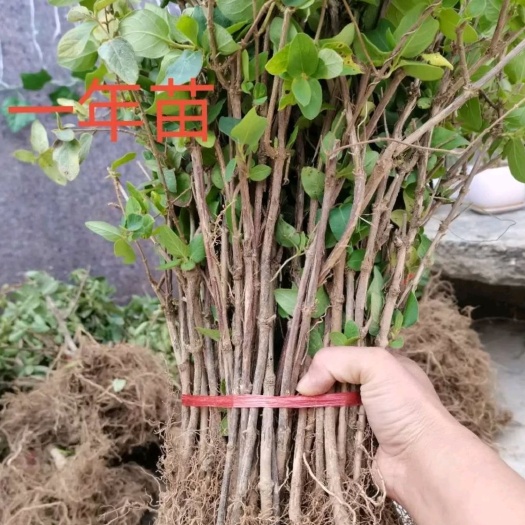亳州北花一号金银花苗 金银花苗 四级金银花 基地直销 批发零售