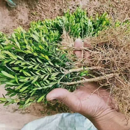 南靖县雀舌黄杨  皱皮雀舌小叶黄杨两年苗，高20左右
