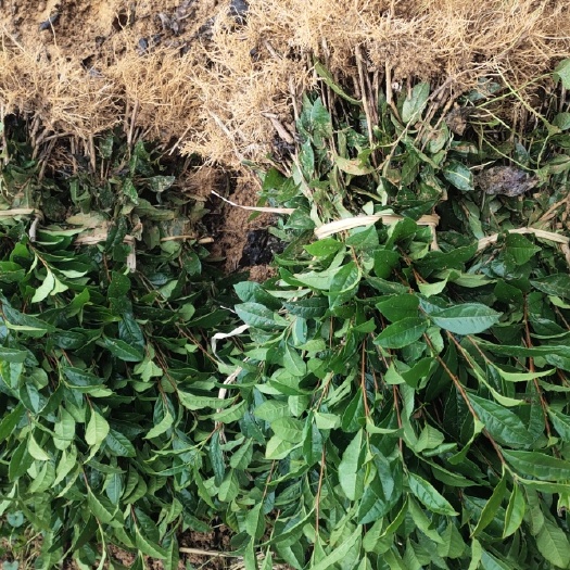 雅安茶树苗 福选九号茶苗