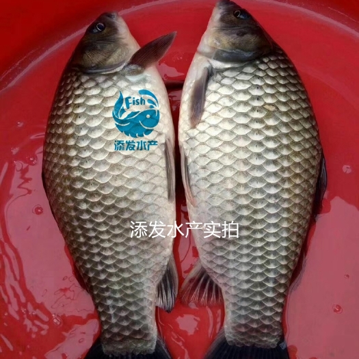 广州 广州渔场直销优质鲫鱼苗 生长速度快 抗病能力强