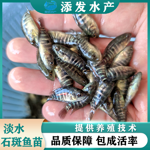 广州大量出售淡水石斑鱼苗，石斑鱼苗欢迎订购