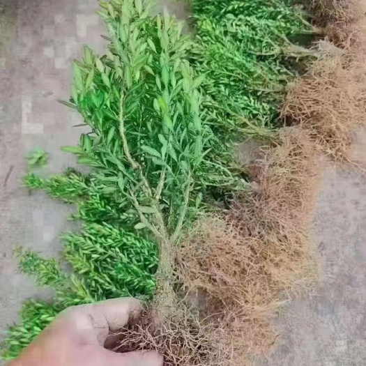 南靖县皱皮雀舌小叶黄杨三年苗，粗一公分左右，高30左右