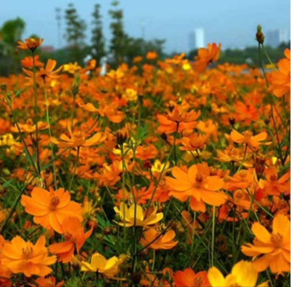 硫华菊种子 花海种植